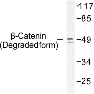 p-Catenin-(beta) (T41/S45) pAb