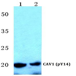 p-Caveolin-1 (Y14) pAb