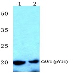 p-Caveolin-1 (Y14) pAb