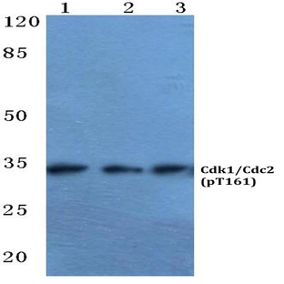 p-Cdk1/Cdc2 (T161) pAb