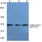 p-Cdk1/Cdc2 (T161) pAb