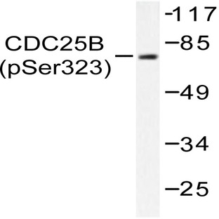 p-Cdc25B (S323) pAb