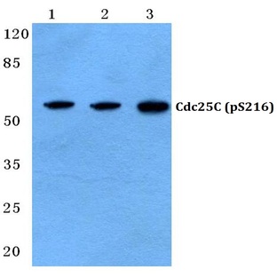 p-Cdc25C (S216) pAb