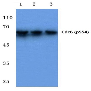 p-Cdc6 (S54) pAb