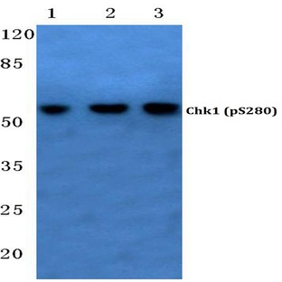 p-Chk1 (S280) pAb