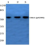 p-Chk1 (S280) pAb