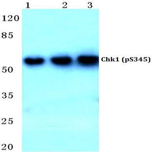 p-Chk1 (S345) pAb