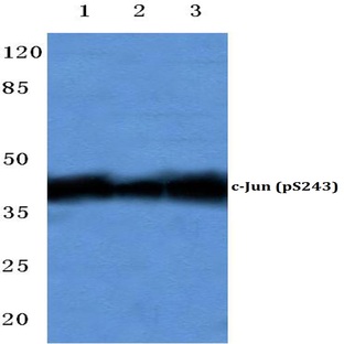 p-c-Jun (S243) pAb