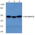 p-c-Jun (S63) pAb