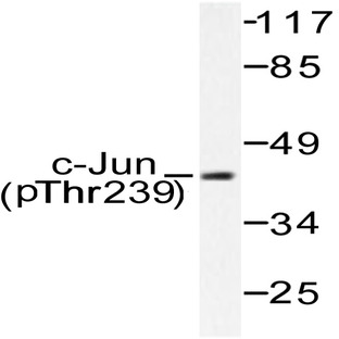 p-c-Jun (T239) pAb