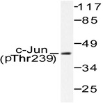 p-c-Jun (T239) pAb