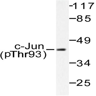 p-c-Jun (T93) pAb