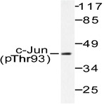 p-c-Jun (T93) pAb