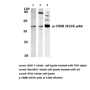 p-CREB (S133) pAb