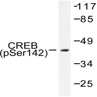 p-CREB (S142) pAb