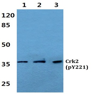 p-Crk2 (Y221) pAb