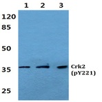 p-Crk2 (Y221) pAb