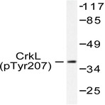 p-CrkL (Y207) pAb