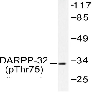 p-DARPP-32 (T75) pAb