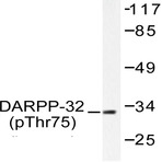 p-DARPP-32 (T75) pAb