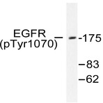 p-EGFR (S1046) pAb