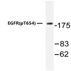 p-EGFR (T654) pAb