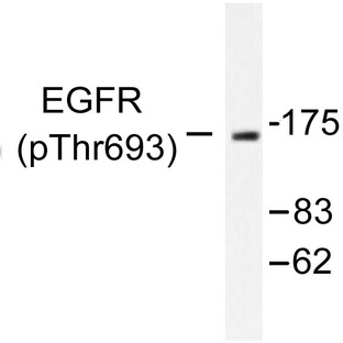 P-EGFR (T669) pAb