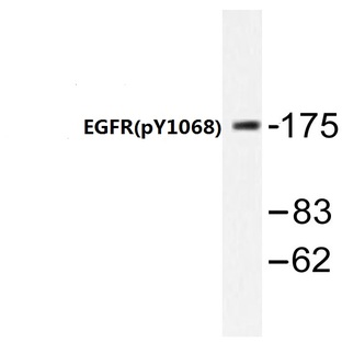 p-EGFR (Y1068) pAb