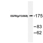 p-EGFR (Y1068) pAb