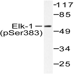 p-Elk1 (S383) pAb