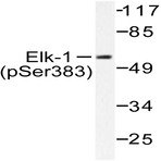 p-Elk1 (S383) pAb