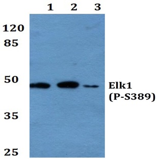 p-Elk1 (S389) pAb