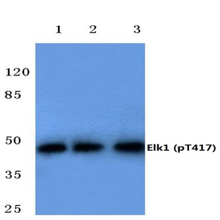 p-Elk1 (T417) pAb