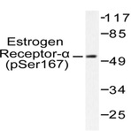 p-ER(alpha) (S167) pAb