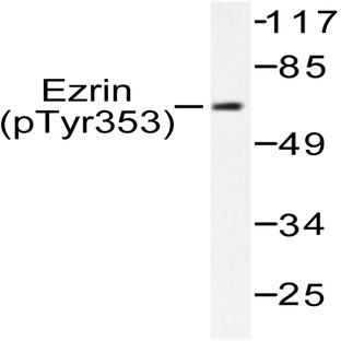 p-Ezrin (Y353) pAb