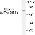 p-Ezrin (Y353) pAb