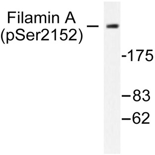 p-Filamin 1 (S2152) pAb