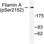 p-Filamin 1 (S2152) pAb