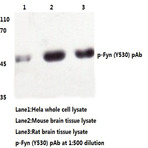 p-Fyn (Y530) pAb