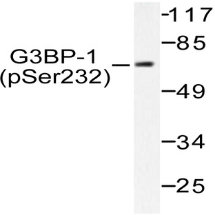 p-G3BP-1 (S232) pAb