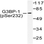 p-G3BP-1 (S232) pAb