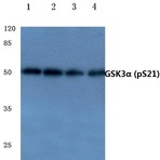 p-GSK3(alpha) (S21) pAb