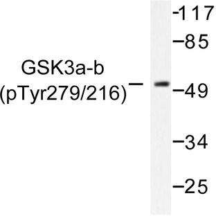 p-GSK3(alpha)/(beta) (Y279/216) pAb