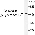 p-GSK3(alpha)/(beta) (Y279/216) pAb