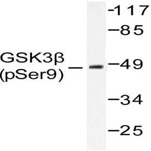 p-GSK3(beta) (S9) pAb