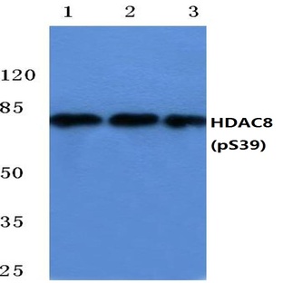 p-HDAC8 (S39) pAb