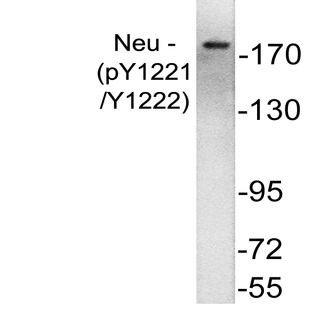  p-ErbB2/HER2 (Y1221/Y1222) pAb