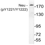  p-ErbB2/HER2 (Y1221/Y1222) pAb