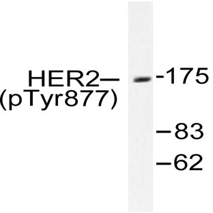 p-ErbB2/HER2 (Y877) pAb