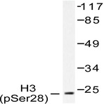 P-Histone H3 (S28) pAb